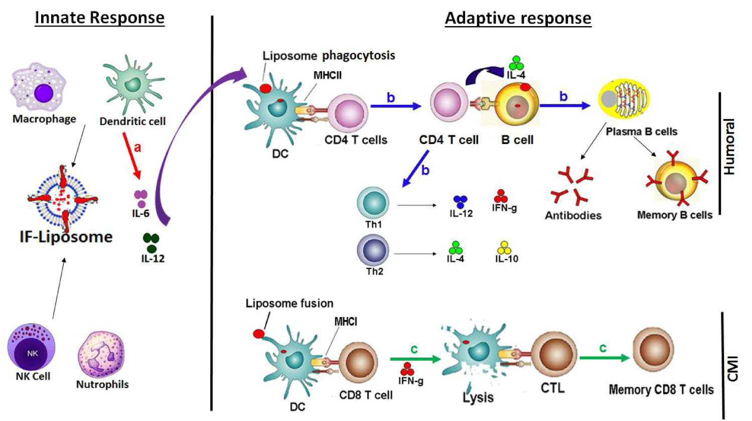 Simultaneous induction of innate and adaptive immune response by ...