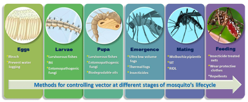 Reducing the Global Burden of Dengue Steps toward Preventive Methods