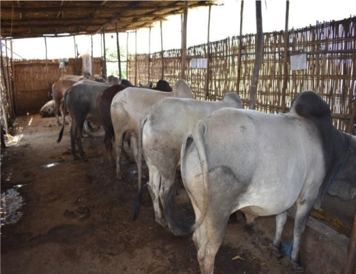 Evaluation and Demonstration of Different Feeding options for Borana ...