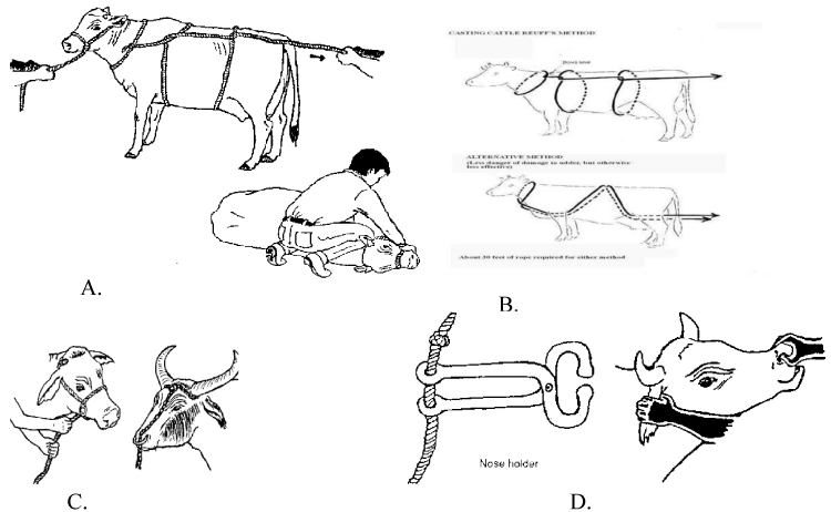 Phimosis in Dogs and Cats - Reproductive System - Merck Veterinary Manual