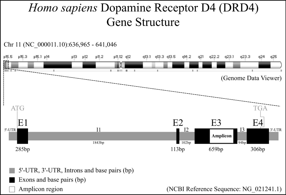 Dopamine DRD4 gene polymorphism as a risk factor for epilepsy in autism ...