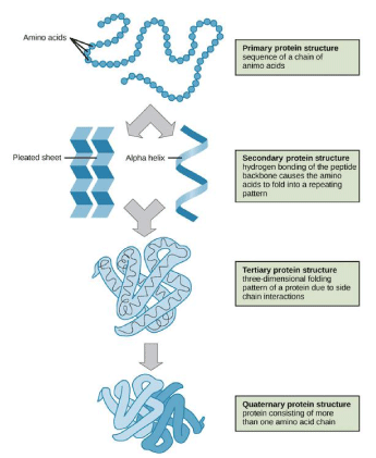 Protein folding, misfolding, and coping mechanism of cells–A short ...