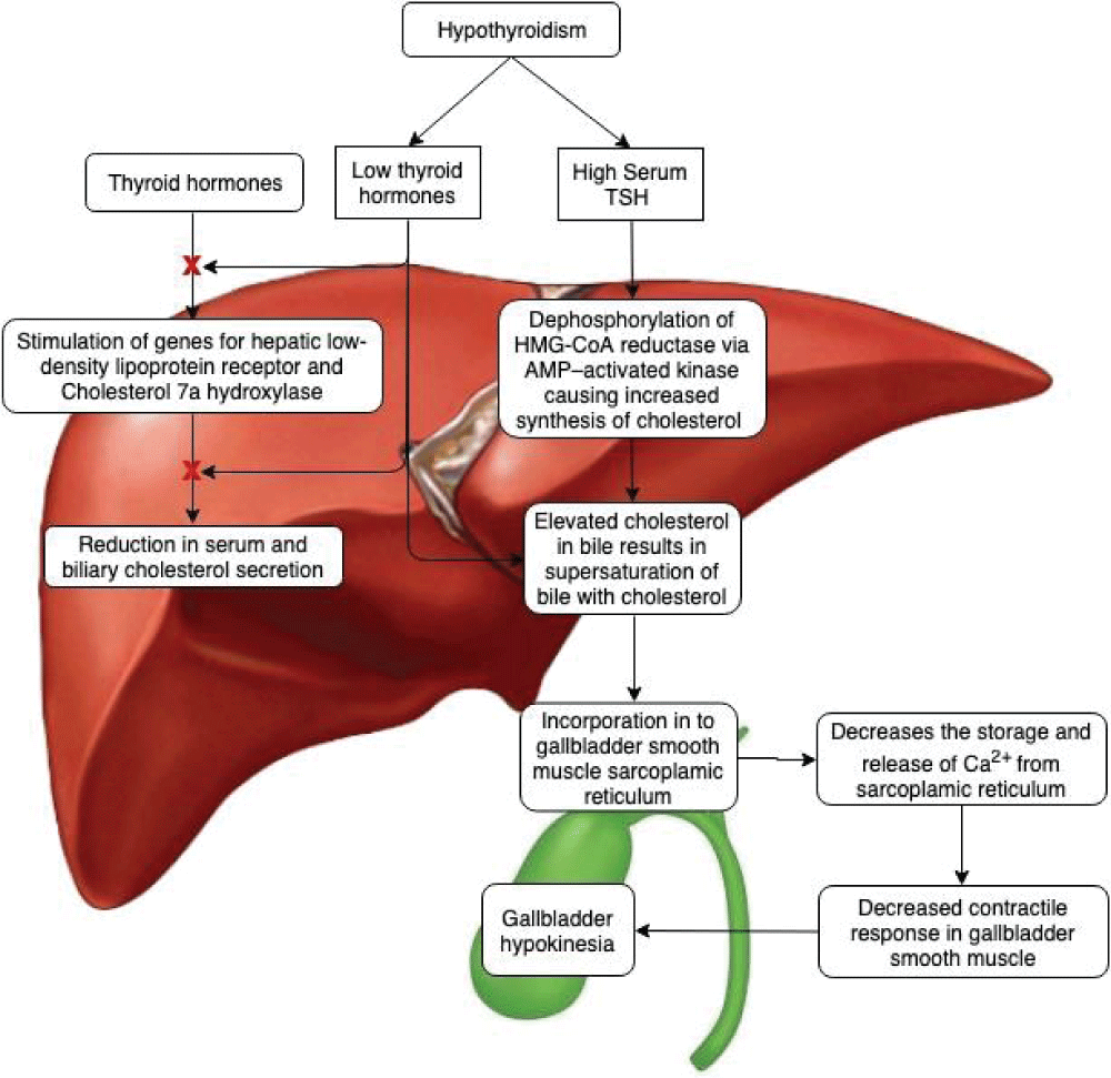 Cholescintigraphic evaluation of gallbladder contraction in correlation ...